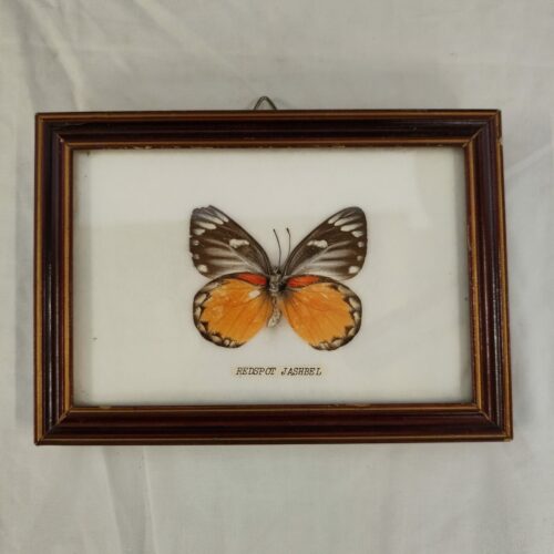 Papillon monté sous verre décoration murale