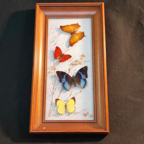 Cadre avec 4 papillons naturalisés