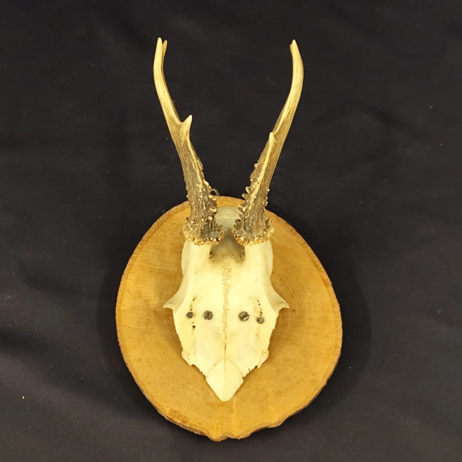 Trophée De Chasse Ancien - Corne De Bélier Taxidermie - Décoration Vintage