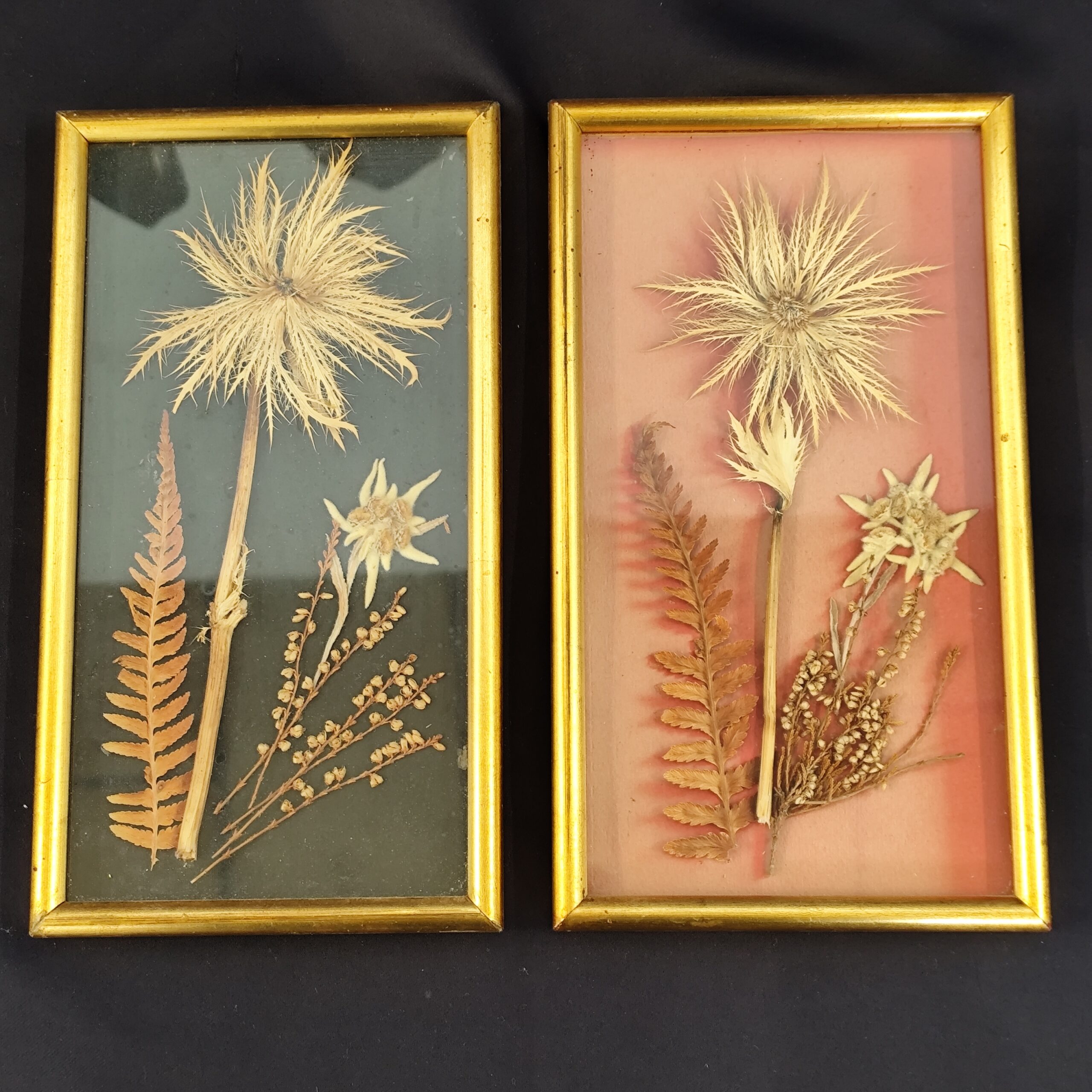 tableaux fleurs edelweiss vintage